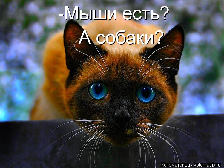 -Мыши есть? А собаки?... Котоматрица: -Мыши есть? А собаки?