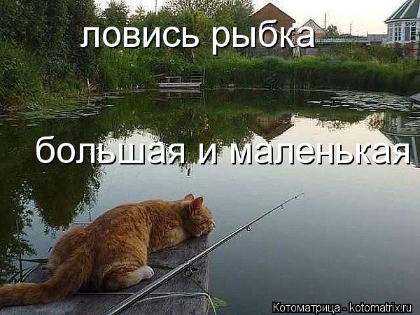 ловись рыбка большая и маленькая... Котоматрица: ловись рыбка большая и маленькая