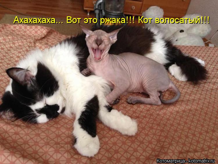 Ахахахаха... Вот это ржака!!! Кот волосатый!!!... Котоматрица: Ахахахаха... Вот это ржака!!! Кот волосатый!!!