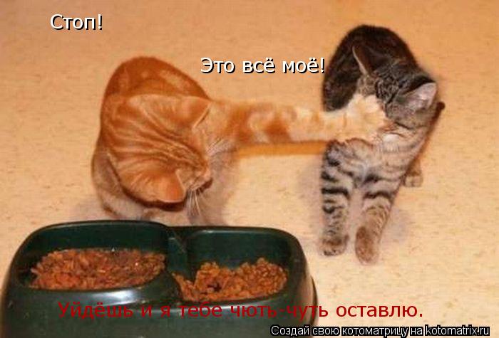 Стоп! Это всё моё! Уйдёшь и я тебе чють-чуть оставлю.... Котоматрица: Стоп! Это всё моё! Уйдёшь и я тебе чють-чуть оставлю.