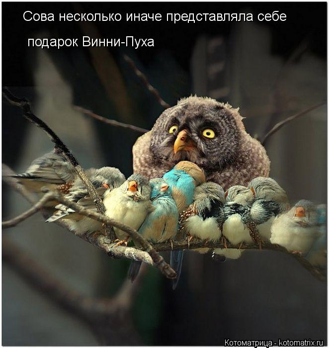 Сова несколько иначе представляла себе подарок Винни-Пуха... Котоматрица: Сова несколько иначе представляла себе подарок Винни-Пуха