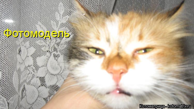 Фотомодель... Котоматрица: Фотомодель