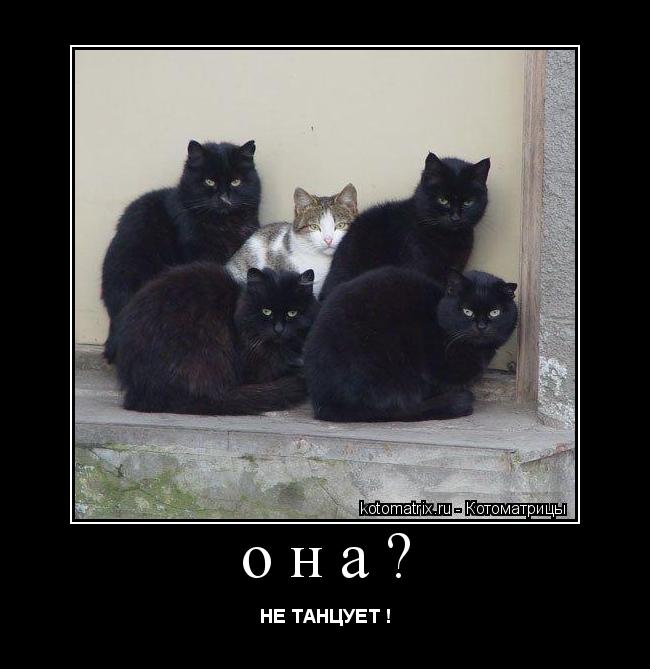она? НЕ ТАНЦУЕТ !... Котоматрица: она? НЕ ТАНЦУЕТ !
