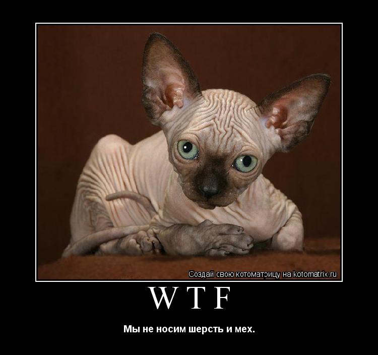 WTF Мы не носим шерсть и мех.... Котоматрица: WTF Мы не носим шерсть и мех.