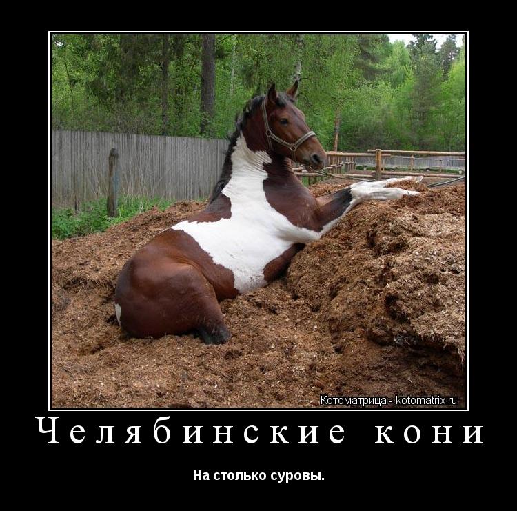 Челябинские кони На столько суровы.... Котоматрица: Челябинские кони На столько суровы.