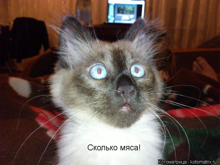 Сколько мяса!... Котоматрица: Сколько мяса!