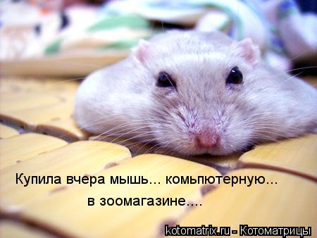 Купила вчера мышь... комьпютерную... в зоомагазине....... Котоматрица: Купила вчера мышь... комьпютерную... в зоомагазине....