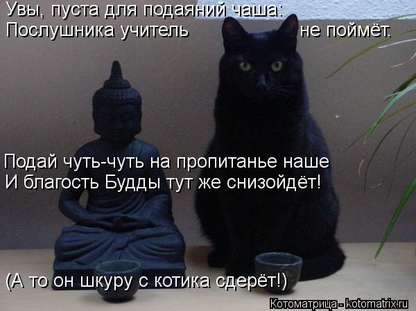 Увы, пуста для подаяний чаша: Послушника учитель не поймёт. Подай чуть-чуть на про... Котоматрица: Увы, пуста для подаяний чаша: Послушника учитель не поймёт. Подай чуть-чуть на пропитанье наше И благость Будды тут же снизойдёт! (