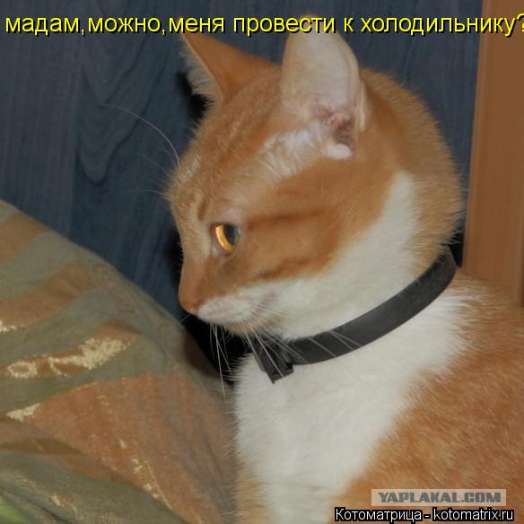 мадам,можно,меня провести к холодильнику?... Котоматрица: мадам,можно,меня провести к холодильнику?