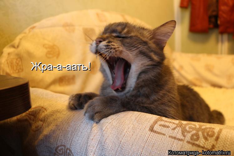 Котоматрица: Жра-а-аать!