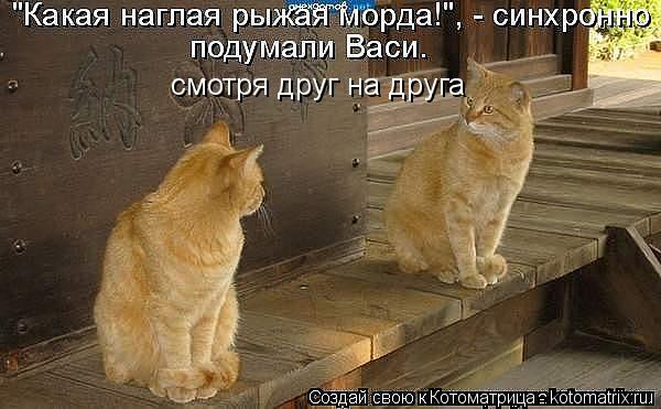 http://kotomatrix.ru/images/lolz/2013/06/21/kotomatritsa_2y.jpg