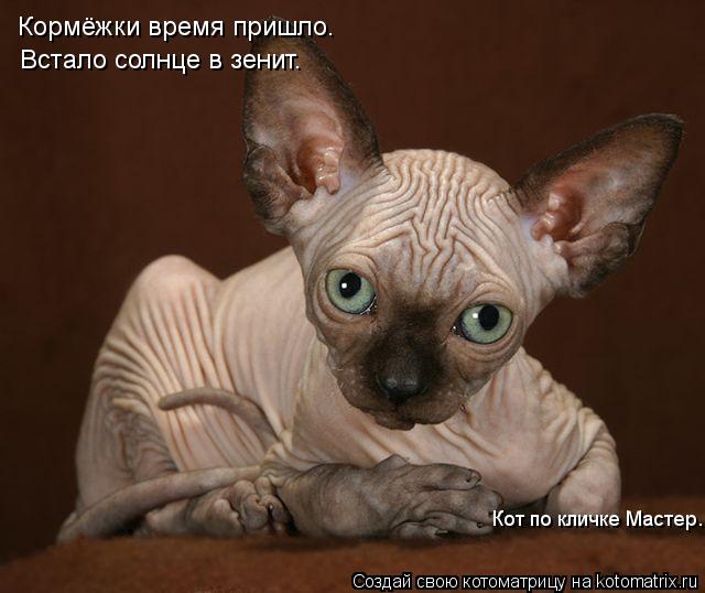Кормёжки время пришло. Встало солнце в зенит. Кот по кличке Мастер.... Котоматрица: Кормёжки время пришло. Встало солнце в зенит. Кот по кличке Мастер.