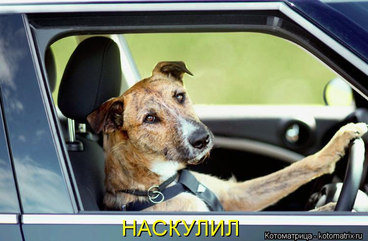 НАСКУЛИЛ... Котоматрица: НАСКУЛИЛ
