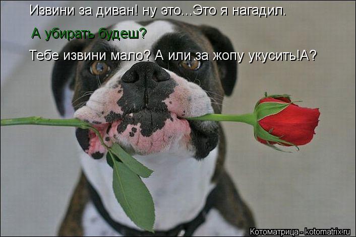 Котоматрица: Извини за диван! ну это...Это я нагадил. А убирать будеш? Тебе извини мало? А или за жопу укусить!А?