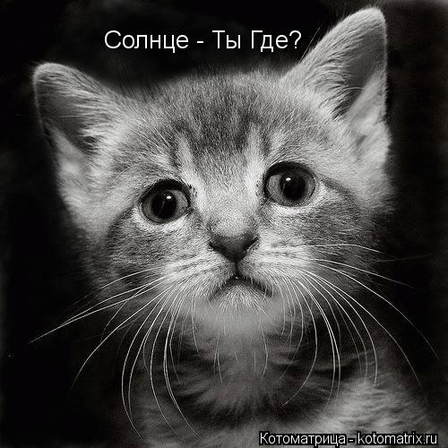 Котоматрица: Солнце - Ты Где?