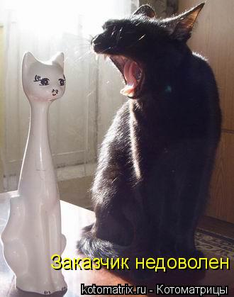 Заказчик недоволен... Котоматрица: Заказчик недоволен