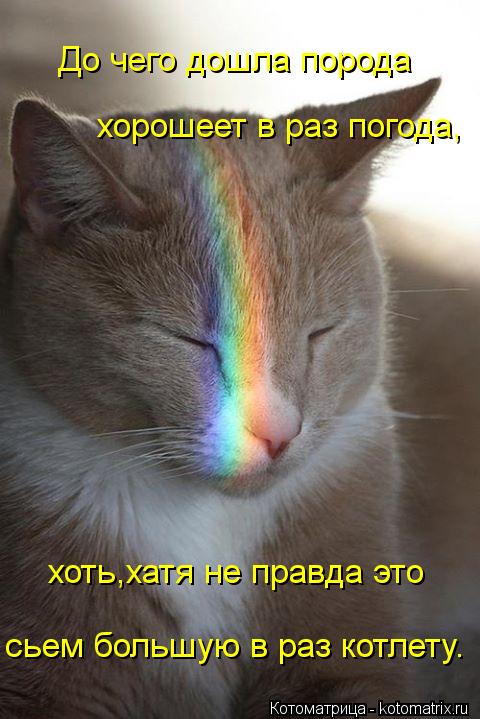 До чего дошла порода хорошеет в раз погода, хоть,хатя не правда это сьем большую в раз котлету.... Котоматрица: До чего дошла порода хорошеет в раз погода, хоть,хатя не правда это сьем большую в раз котлету.
