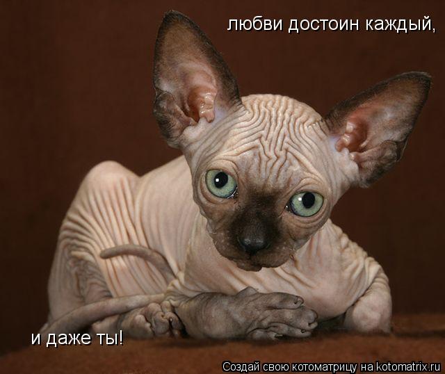 любви достоин каждый, и даже ты!... Котоматрица: любви достоин каждый, и даже ты!