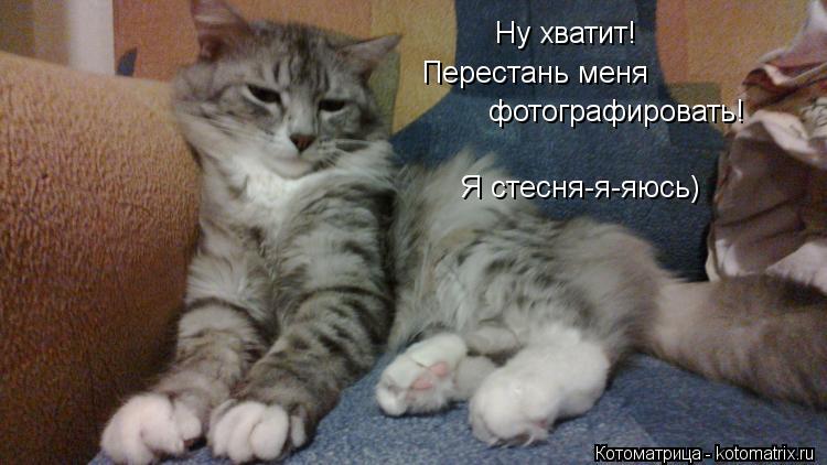Ну хватит! Перестань меня фотографировать! Я стесня-я-яюсь)... Котоматрица: Ну хватит! Перестань меня фотографировать! Я стесня-я-яюсь)