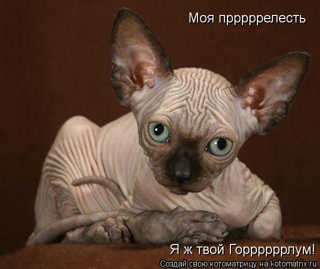 Моя прррррелесть Я ж твой Горрррррлум!... Котоматрица: Моя прррррелесть Я ж твой Горрррррлум!