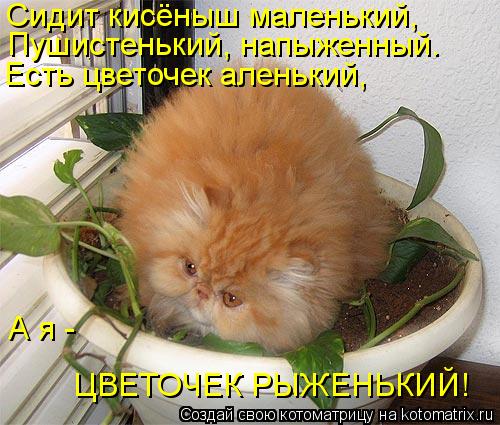 Сидит кисёныш маленький, Пушистенький, напыженный. Есть цветочек аленький, А я - ЦВЕТОЧЕК РЫЖЕНЬКИЙ!... Котоматрица: Сидит кисёныш маленький, Пушистенький, напыженный. Есть цветочек аленький, А я - ЦВЕТОЧЕК РЫЖЕНЬКИЙ!