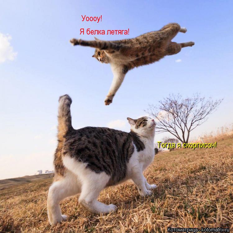 Уоооу! Уоооу! Я белка летяга! Тогда я скорписон!... Котоматрица: Уоооу! Уоооу! Я белка летяга! Тогда я скорписон!