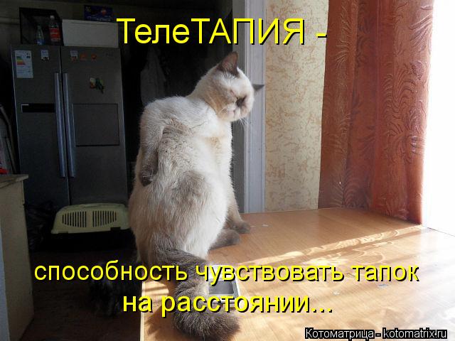 ТелеТАПИЯ - способность чувствовать тапок на расстоянии...... Котоматрица: ТелеТАПИЯ - способность чувствовать тапок на расстоянии...