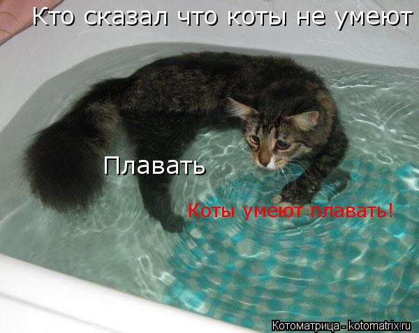 Коты умеют плавать! Кто сказал что коты не умеют плавать Плавать... Котоматрица: Коты умеют плавать! Кто сказал что коты не умеют плавать Плавать