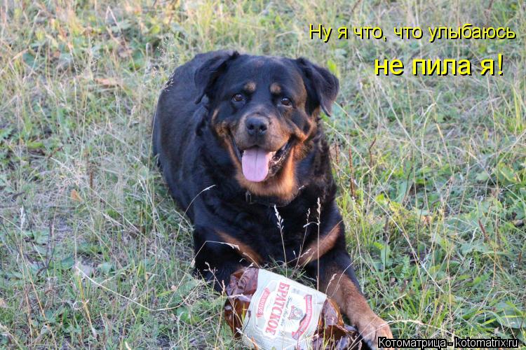 Котоматрица: Ну я что, что улыбаюсь не пила я!