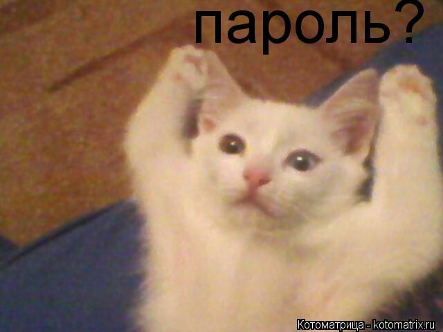 пароль?... Котоматрица: пароль?