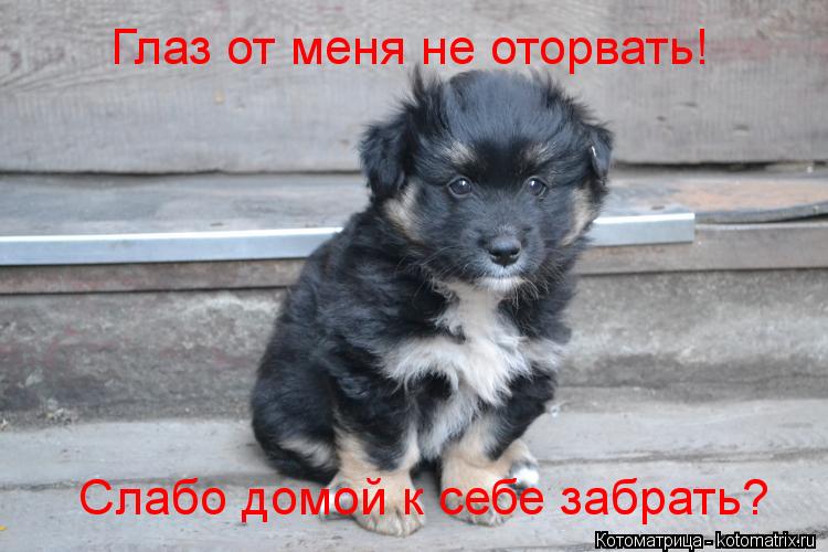 Слабо домой к себе забрать? Глаз от меня не оторвать!... Котоматрица: Слабо домой к себе забрать? Глаз от меня не оторвать!