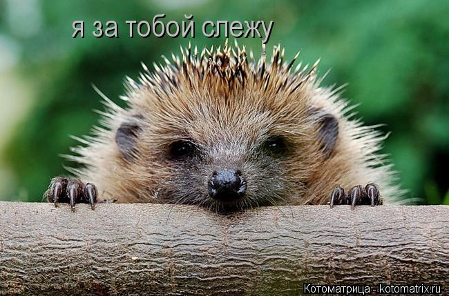 я за тобой слежу... Котоматрица: я за тобой слежу