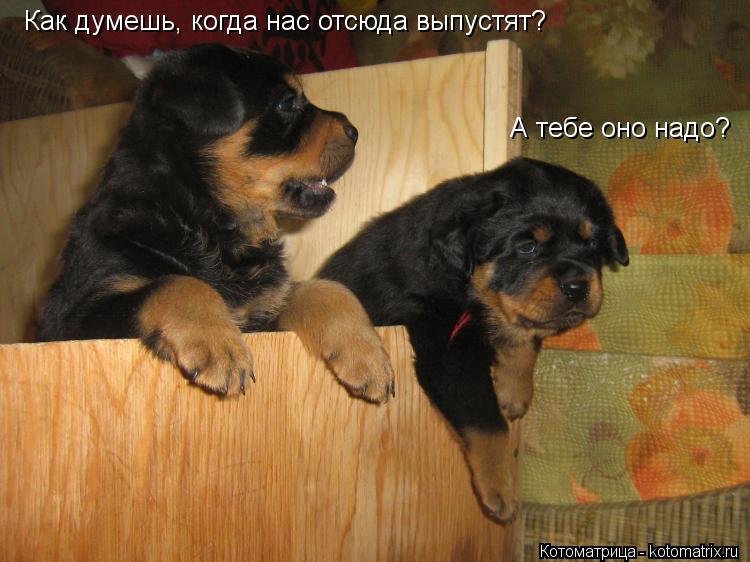 Котоматрица: Как думешь, когда нас отсюда выпустят? А тебе оно надо?