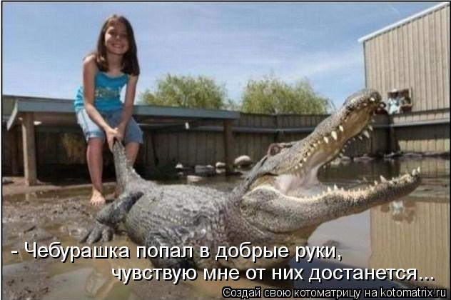 - Чебурашка попал в добрые руки, чувствую мне от них достанется...... Котоматрица: - Чебурашка попал в добрые руки, чувствую мне от них достанется...