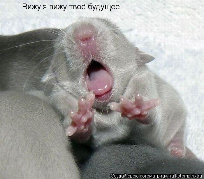 Котоматрица: Вижу,я вижу твоё будущее!
