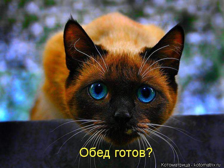 Обед готов?... Котоматрица: Обед готов?