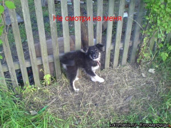 Не смотри на меня... Котоматрица: Не смотри на меня