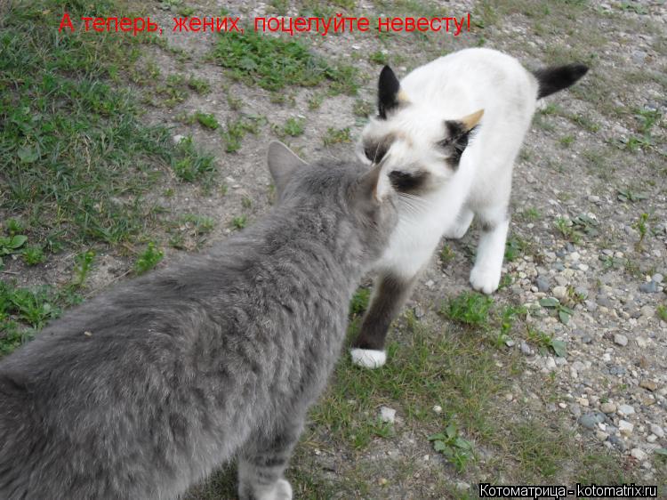 А теперь, жених, поцелуйте невесту!... Котоматрица: А теперь, жених, поцелуйте невесту!