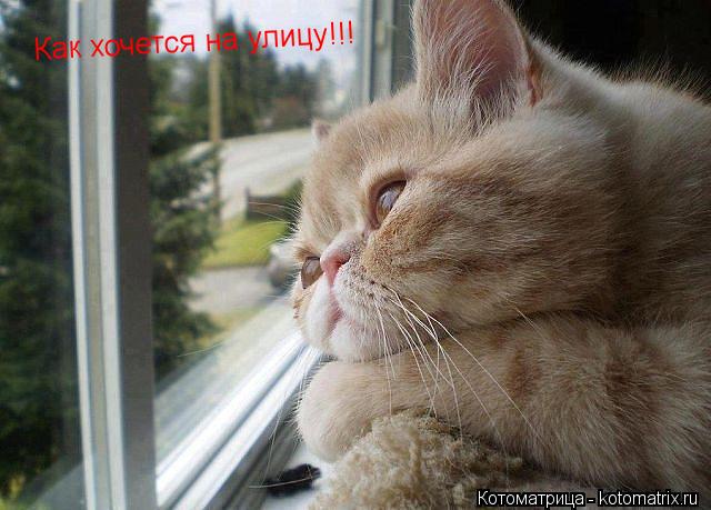 Как хочется на улицу!!!... Котоматрица: Как хочется на улицу!!!