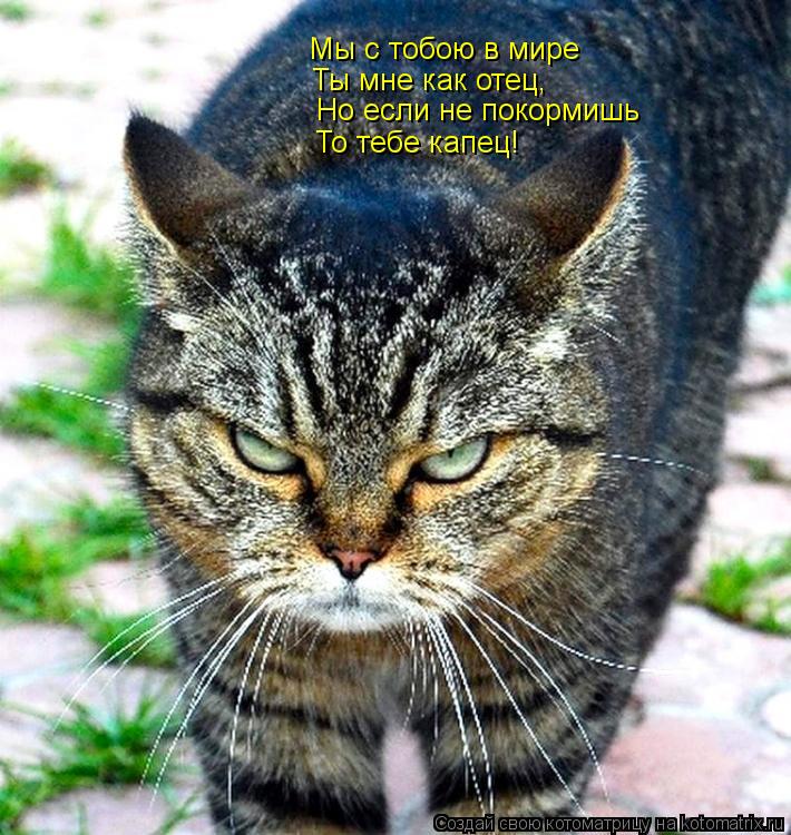 Мы с тобою в мире Ты мне как отец, Но если не покормишь То тебе капец!... Котоматрица: Мы с тобою в мире Ты мне как отец, Но если не покормишь То тебе капец!