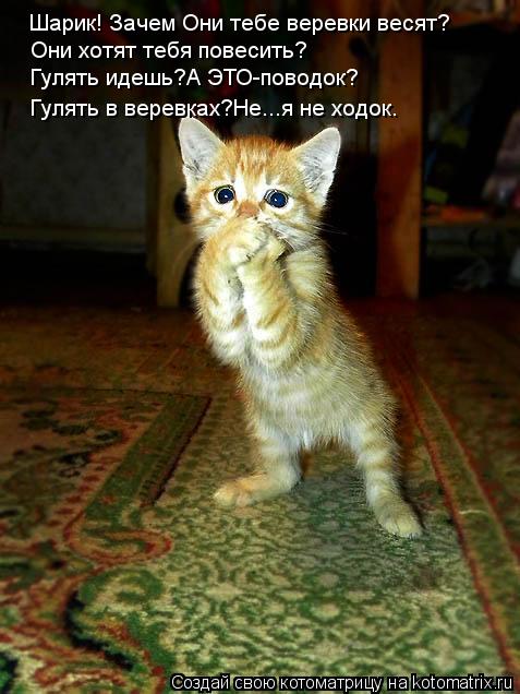 Шарик! Зачем Они тебе веревки весят? Они хотят тебя повесить? Гулять идешь?А ЭТО-поводок? Гулять в ве... Котоматрица: Шарик! Зачем Они тебе веревки весят? Они хотят тебя повесить? Гулять идешь?А ЭТО-поводок? Гулять в веревках?Не...я не ходок.