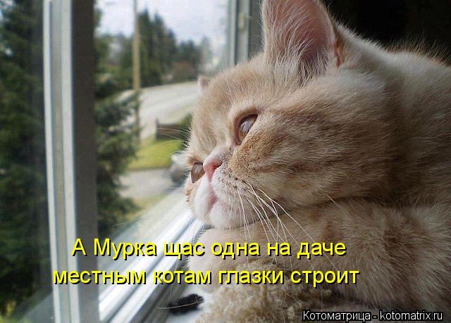 А Мурка щас одна на даче местным котам глазки строит... Котоматрица: А Мурка щас одна на даче местным котам глазки строит