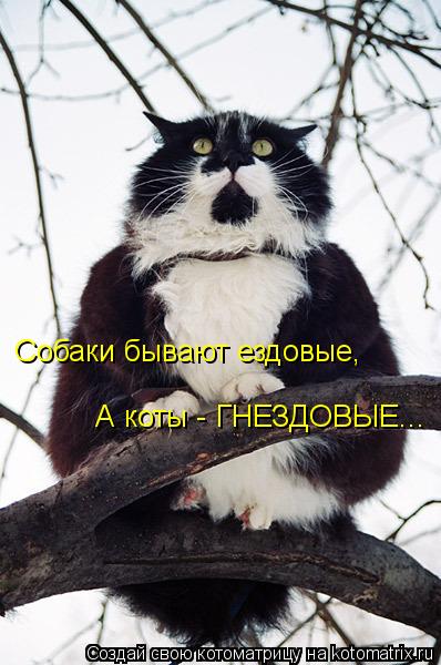 Котоматрица: Собаки бывают ездовые, А коты - ГНЕЗДОВЫЕ...