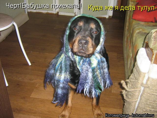 Черт!Бабушка приехала! Куда же я дела тулуп-... Котоматрица: Черт!Бабушка приехала! Куда же я дела тулуп-