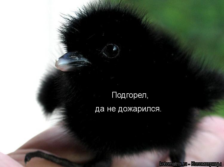 Подгорел, да не дожарился.... Котоматрица: Подгорел, да не дожарился.