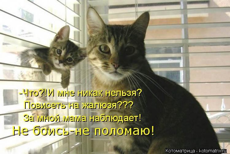 Котоматрица: -Что?!И мне никак нельзя? Повисеть на жалюзя??? За мной мама наблюдает! Не боись-не поломаю!