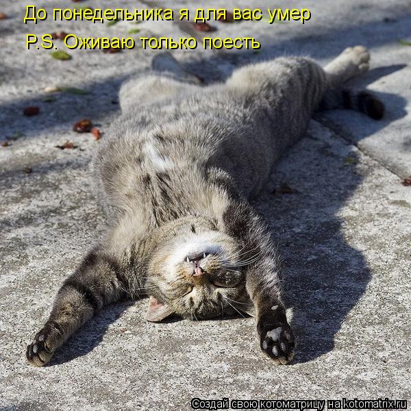 Котоматрица: До понедельника я для вас умер P.S. Оживаю только поесть