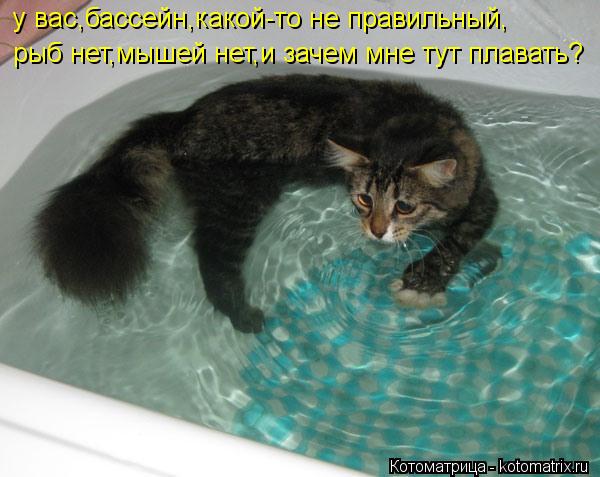 у вас,бассейн,какой-то не правильный, рыб нет,мышей нет,и зачем мне тут плавать?... Котоматрица: у вас,бассейн,какой-то не правильный, рыб нет,мышей нет,и зачем мне тут плавать?