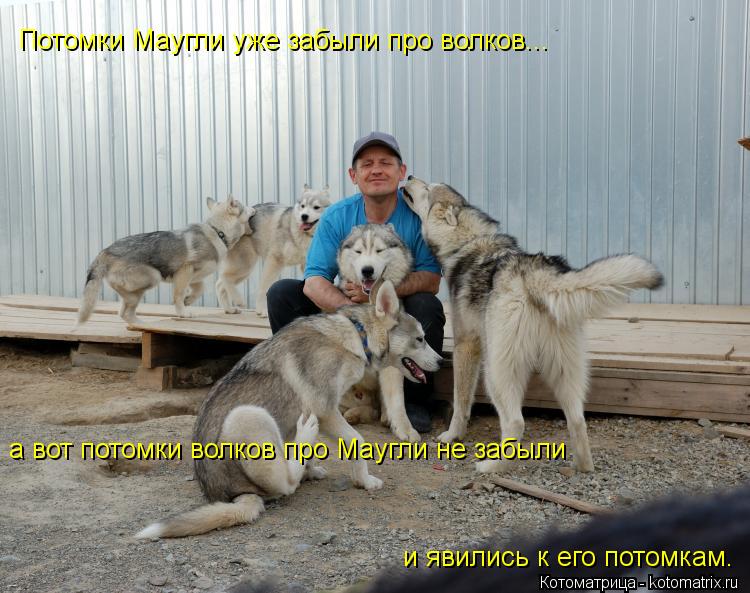 а вот потомки волков про Маугли не забыли и явились к его потомкам. Потомки Маугли уже забыли про вол... Котоматрица: а вот потомки волков про Маугли не забыли и явились к его потомкам. Потомки Маугли уже забыли про волков...
