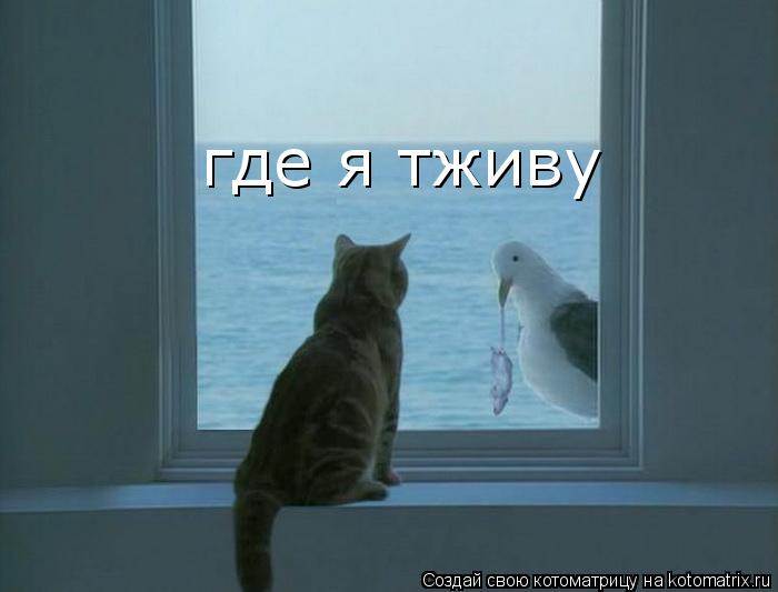 где я тживу где я тживу... Котоматрица: где я тживу где я тживу